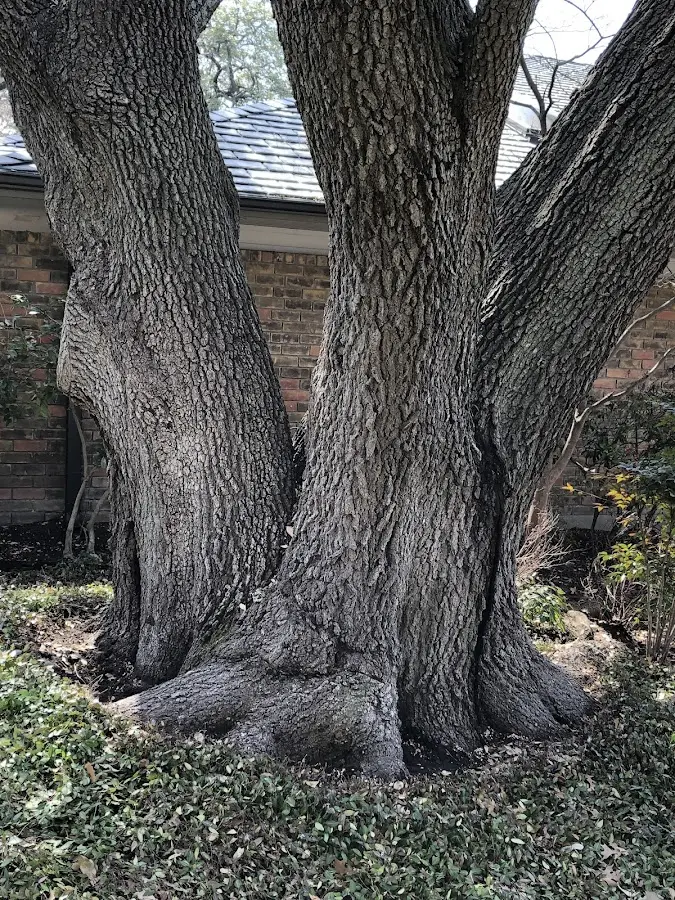 Mature heritage tree close to a Joelton property cared for by certified arborists